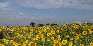 Los girasoles de Portuguesa seguirán atrayendo turistas hasta el 18 de enero