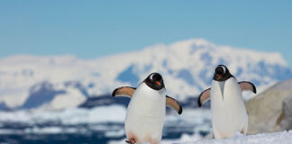 Los pingüinos han adelantado dos semanas su reproducción a causa del cambio climático