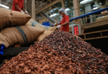 Caficultura venezolana mantiene crecimiento exponencial por ampliación de su variedad