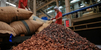 Productores de Sucre solicitan exonerar aranceles de exportación al cacao y café