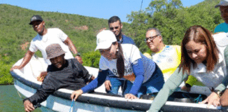 Repoblación de caballitos de mar en Venezuela es alternativa para la conservación marina