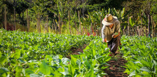 Sector agrícola tuvo un crecimiento del 12% en el período de 2024 a 2025