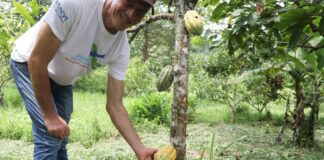 Segunda fase del Plan Científico y Tecnológico del Cacao inicia este 2026