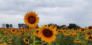 Turistas podrán disfrutar de los campos de girasoles en Portuguesa hasta el #11Ene
