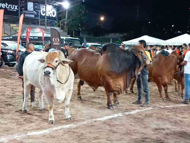 Venezuela-formaliza-plan-para-ser-declarada-libre-de-aftosa