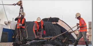 Más de mil toneladas de atún arriban al puerto de Cumaná
