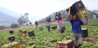 Agricultores del país solicitan reunión con Delcy Rodríguez para denunciar contrabando de hortalizas