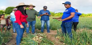 Barcelona se consolida como potencia agrícola con cosecha de cebolla y pimentón