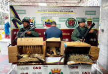 Capturan a hombre en Táchira que traficaba aves exóticas