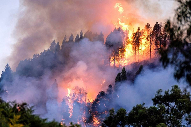 Científicos investigan cómo el humo de incendios forestales afecta la salud cerebral