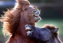 Descubren el secreto del relincho de los caballos: silban a la vez que ‘cantan’