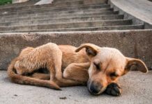 Exhortan a esterilizar mascotas para combatir el abandono animal