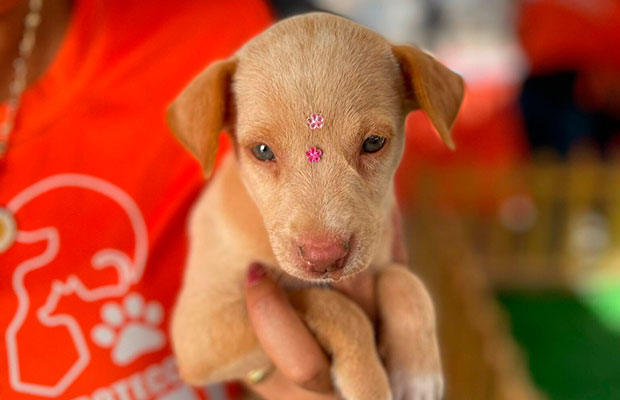 Familias-mariñenses-adoptaron-mascotas