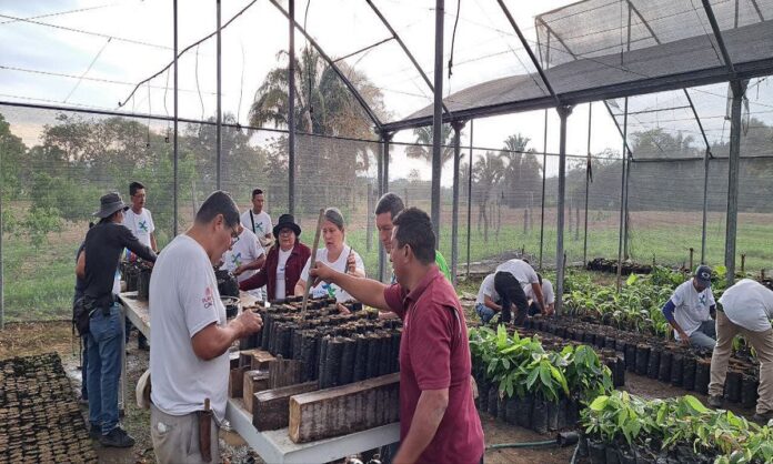 Impulsa ensayos experimentales sobre técnicas de injertación para el Plan Cacao