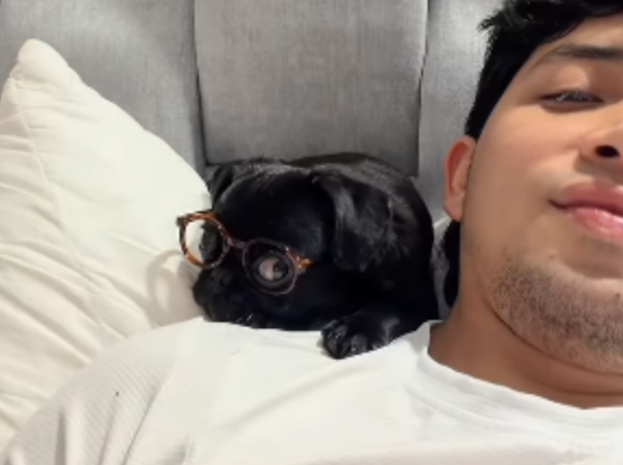 Lentes para perros más que un accesorio, una cuestión de salud