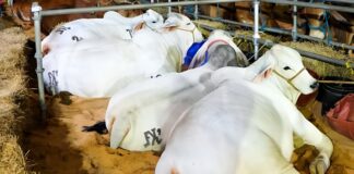 Más de 500 animales y 60 empresas se darán cita en Expoferia Agroproductiva de Anzoátegui