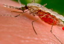 OPS alerta ante aumento en casos de chikungunya