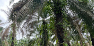 Palmeras Diana del Lago impulsa la producción estratégica de palma aceitera