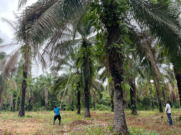 Palmeras-Diana-del-Lago-impulsa