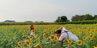 Portuguesa impulsa el turismo con los campos de girasoles del Santuario de Guanare
