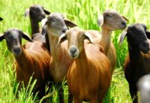 Productores ovino-caprino buscan impulsar consumo de carne y leche