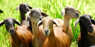 Productores ovino-caprino buscan impulsar consumo de carne y leche
