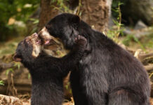Proyecto Oso Andino confirma reproducción de la especie en Trujillo