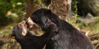 Proyecto Oso Andino confirma reproducción de la especie en Trujillo