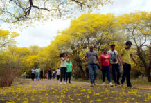 Se registra floración parcial de árboles de Curarire en el Jardín Botánico de Maracaibo