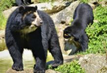15 osos frontinos han sido avistados en Lara en un año