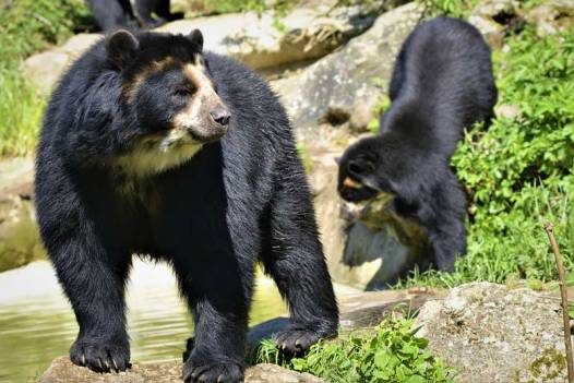 15 osos frontinos han sido avistados en Lara en un año