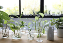 5 plantas de interior que pueden vivir en agua