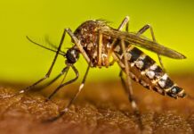 Academia Nacional de Medicina reporta 29 casos y 2 muertes por fiebre amarilla