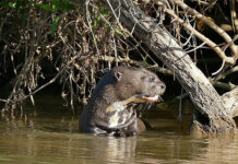 Advierten por el riesgo de extinción de especies migratorias de animales