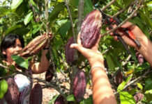 Advierten que precio internacional del cacao podría disminuir la producción nacional