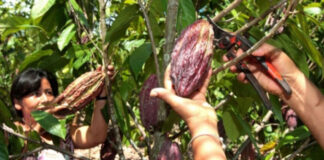 Advierten que precio internacional del cacao podría disminuir la producción nacional
