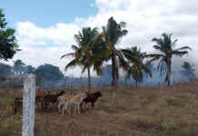 Autoridades de Anzoátegui afirman que quema indiscriminada afecta la producción alimentaria