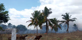 Autoridades de Anzoátegui afirman que quema indiscriminada afecta la producción alimentaria