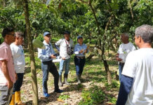 Avanza certificación de semillas de cacao en Miranda