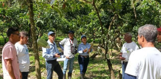 Avanza certificación de semillas de cacao en Miranda