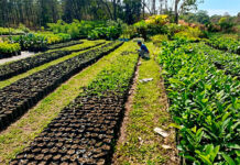 Avanza germinación de plántulas para reforestación del “Henri Pittier”