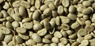 Café ecológico tachirense se exporta a Italia