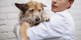 Cáncer en perros: el microbioma intestinal podría predecir el pronóstico del tratamiento