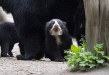 Captan a osa frontino con sus dos crías en las montañas de Lara