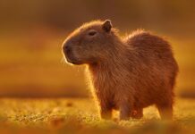 Cerrada convocatoria para aprovechamiento sustentable del chigüire y la baba