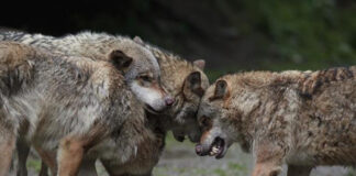 Científicos franceses desarrollan un método para cuantificar mejor las manadas de lobos