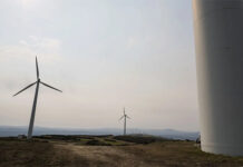 Combustibles fósiles matan 30 veces más aves que las turbinas eólicas