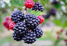 Consumo de mora ayuda a contrarrestar los efectos de las grasas saturadas en arterias