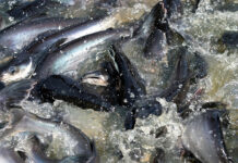 Convención alerta del declive de peces de agua dulce migratorios