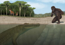 Describen un cocodrilo gigante que convivió y amenazó a los primeros homínidos